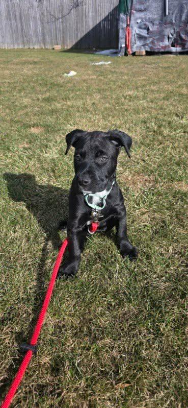 Enlarge Kenny*, a Adoptable mixed breed in Westerly, RI image 2/5