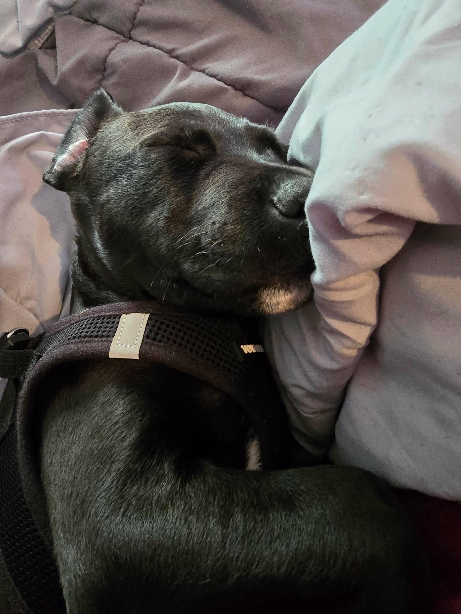 Enlarge Kenny*, a Adoptable mixed breed in Westerly, RI image 5/5