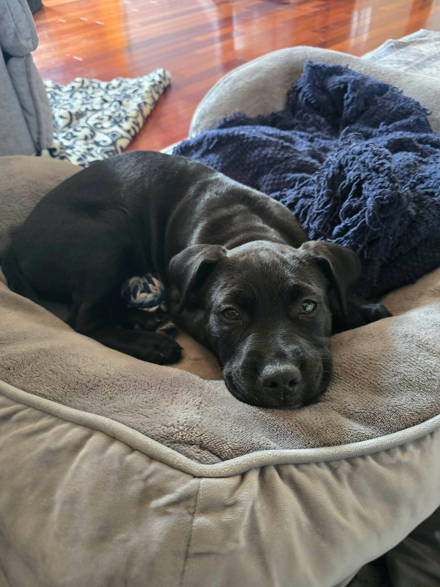 Enlarge Kenny*, a Adoptable mixed breed in Westerly, RI image 4/5