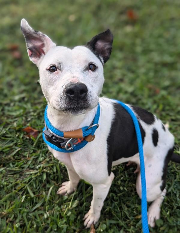 Chickpea Salad - In Foster, Adoptable, Adult Female Hound.