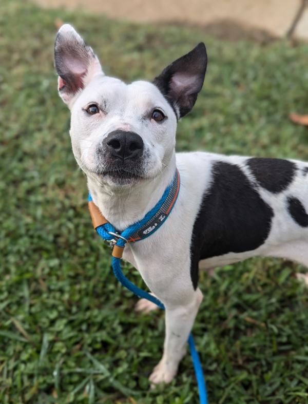 Enlarge Chickpea Salad - In Foster, a Adoptable mixed breed in Richmond, VA image 3/6