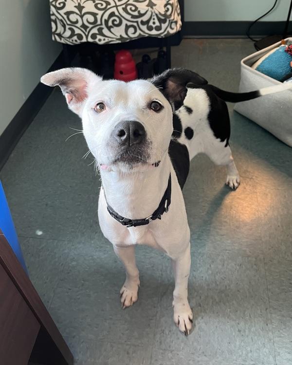 Enlarge Chickpea Salad - In Foster, a Adoptable mixed breed in Richmond, VA image 4/6