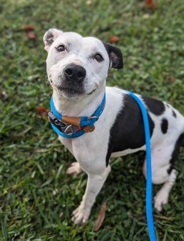 Enlarge Chickpea Salad - In Foster, a Adoptable mixed breed in Richmond, VA image 5/6