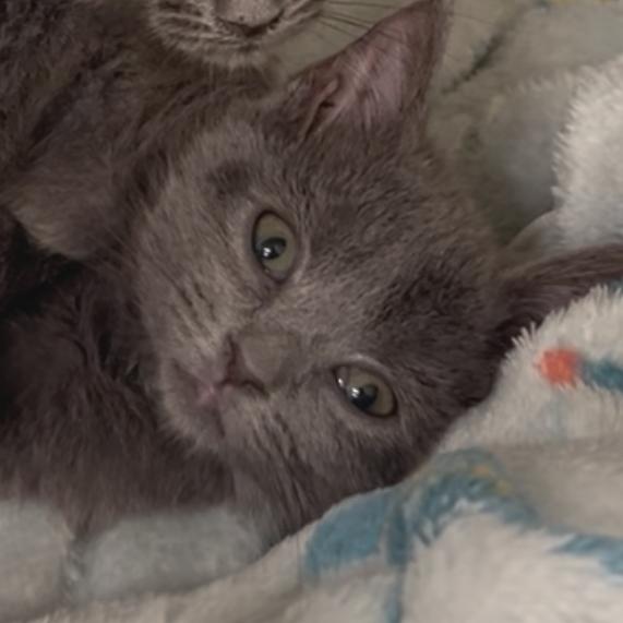 Peggy, Adoptable, Kitten Female Domestic Short Hair.