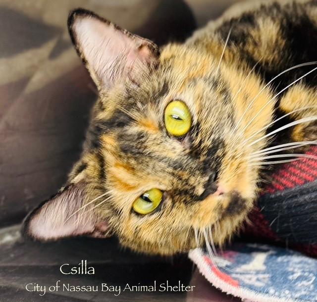 F04-25 Csilla, Adoptable, Young Female American Shorthair.