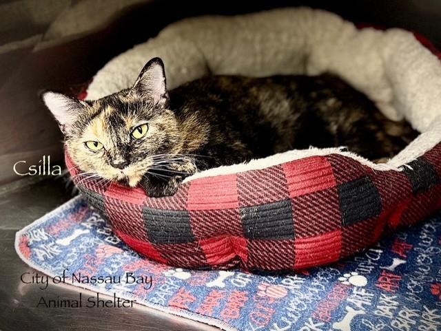 F04-25 Csilla, a Adoptable American Shorthair in Nassau Bay, TX image 2/4