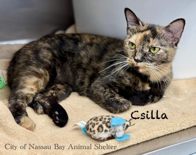 F04-25 Csilla, a Adoptable American Shorthair in Nassau Bay, TX image 3/4