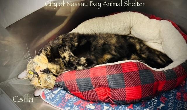 F04-25 Csilla, a Adoptable American Shorthair in Nassau Bay, TX image 4/4