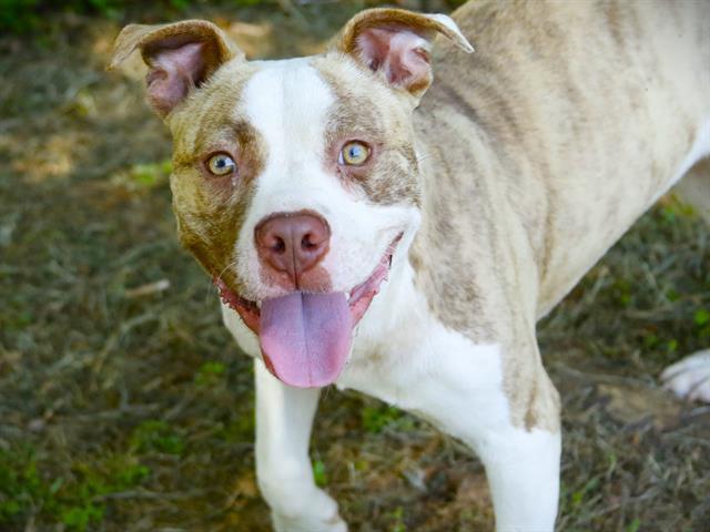 BANDIT, Adoptable, Young Male Staffordshire Bull Terrier & Mixed Breed.