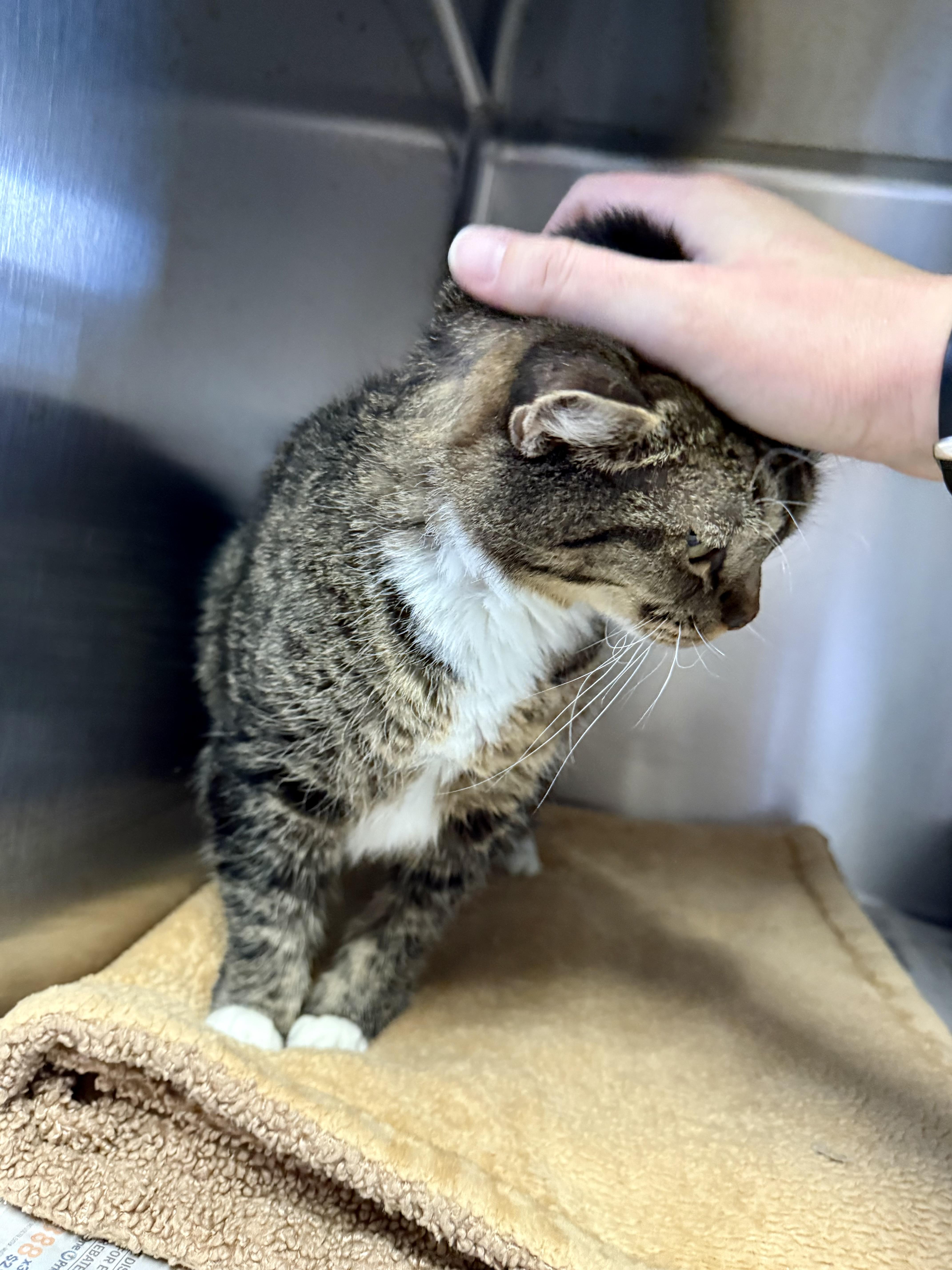 Jolene, an adopted Domestic Short Hair in Exeter, RI image 5/6