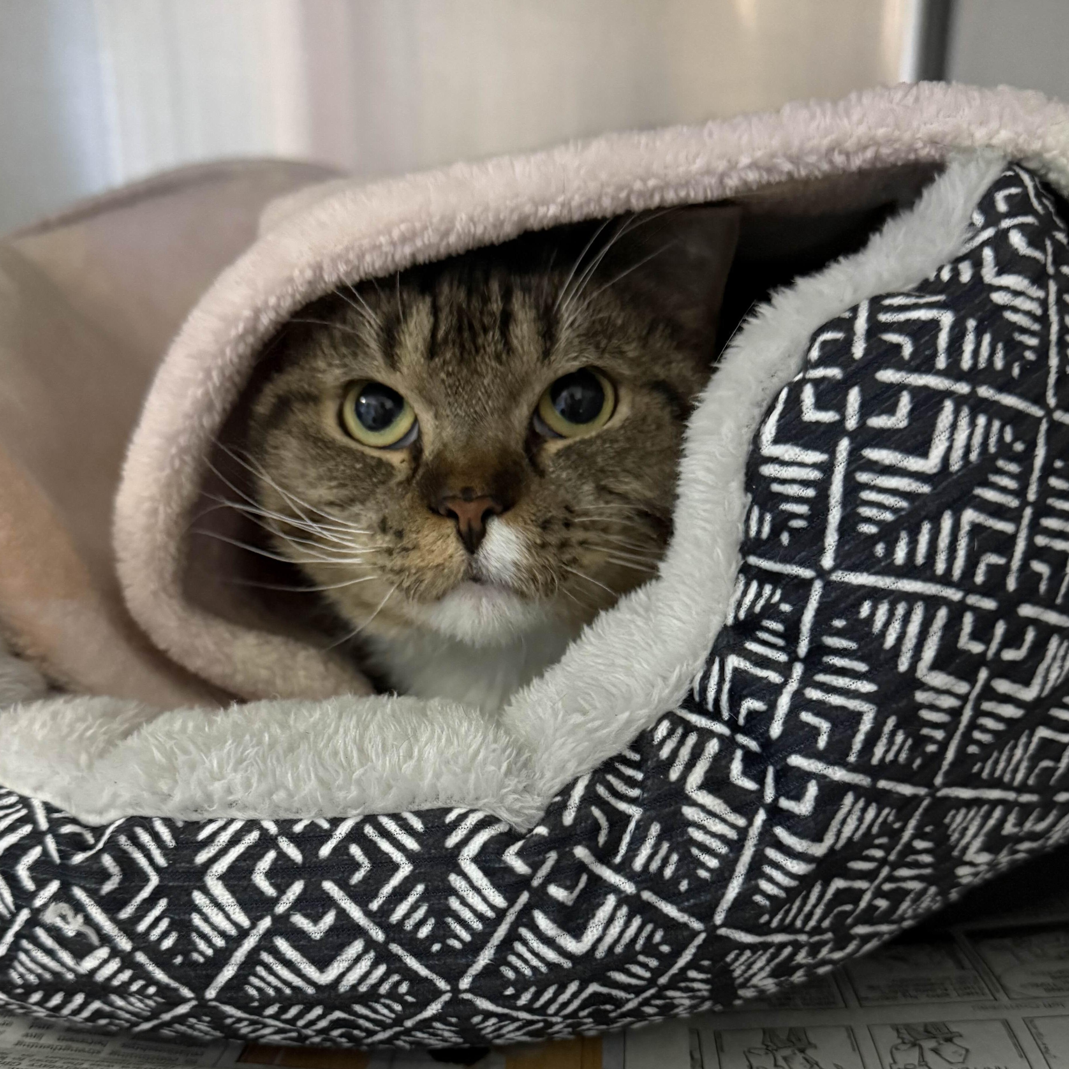 Jolene, Adoptable, Adult Female Domestic Short Hair.