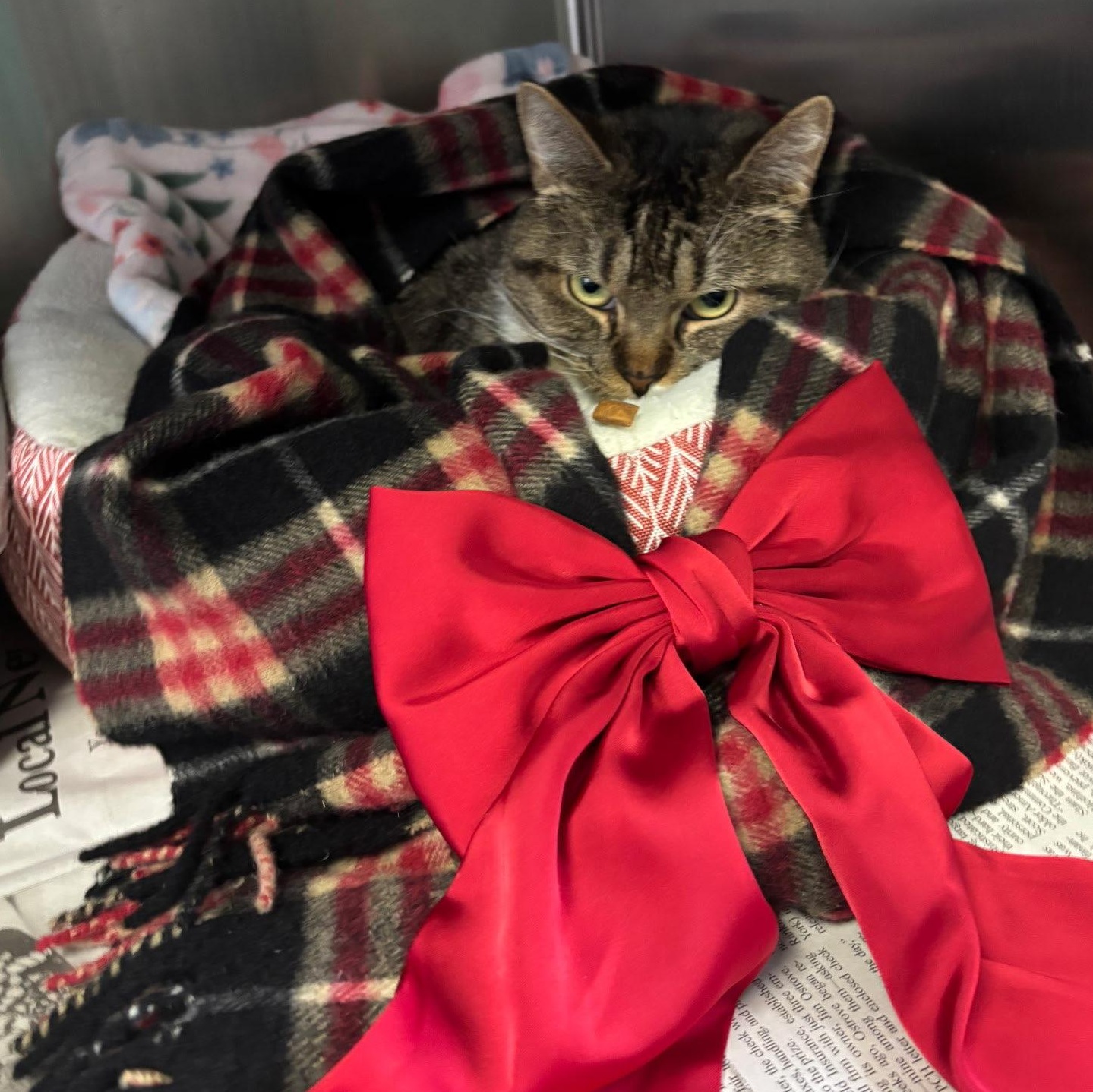 Jolene, an adopted Domestic Short Hair in Exeter, RI image 3/6