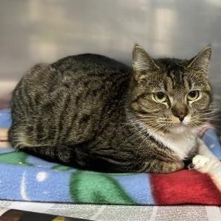 Jolene, an adopted Domestic Short Hair in Exeter, RI image 4/6