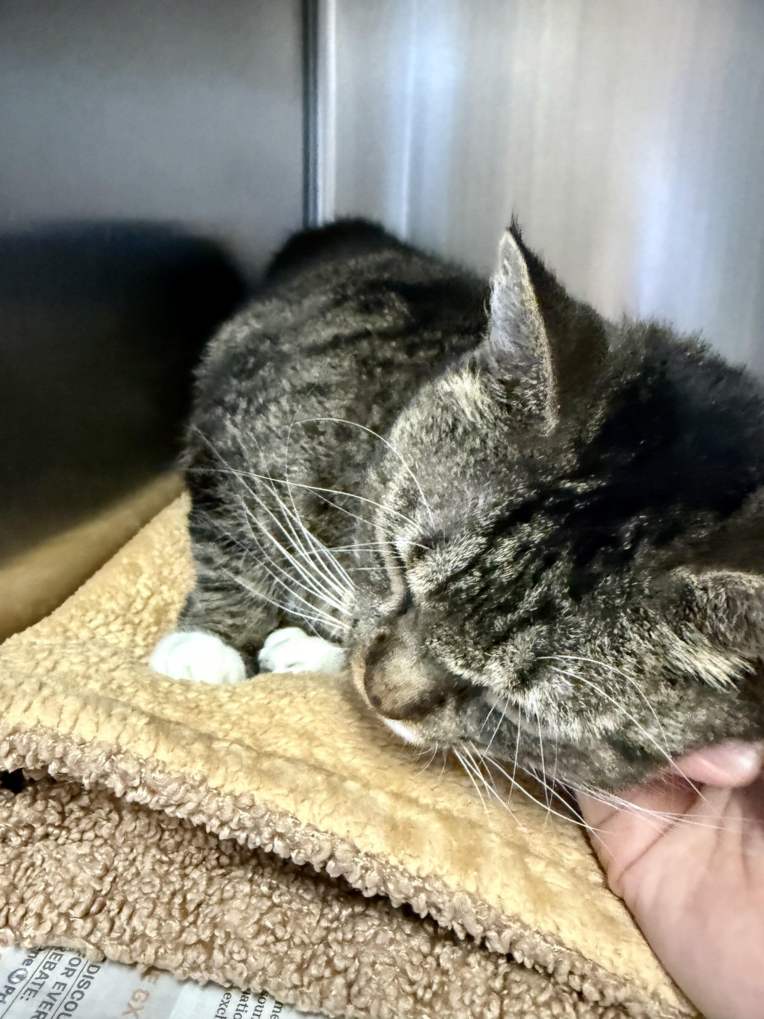 Jolene, an adopted Domestic Short Hair in Exeter, RI image 6/6