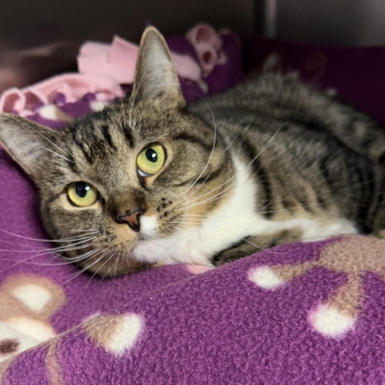 Jolene, an adopted Domestic Short Hair in Exeter, RI image 2/6