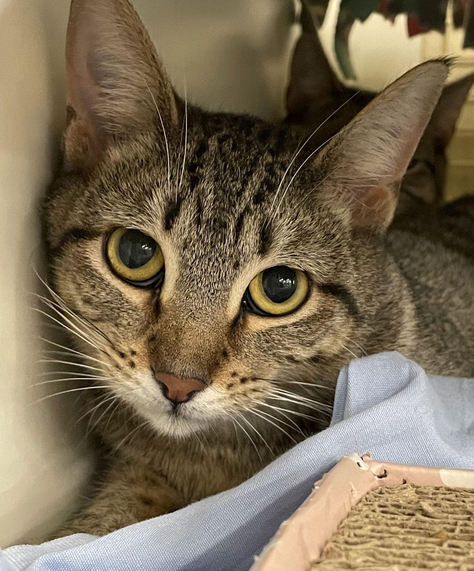 Cleopatra, a Adoptable mixed breed in Island Lake, IL image 1/3