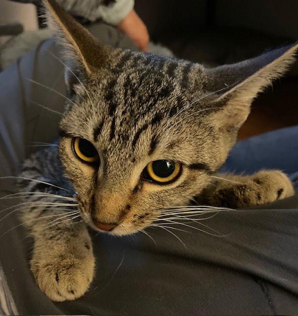 Cleopatra — thumbnail 2