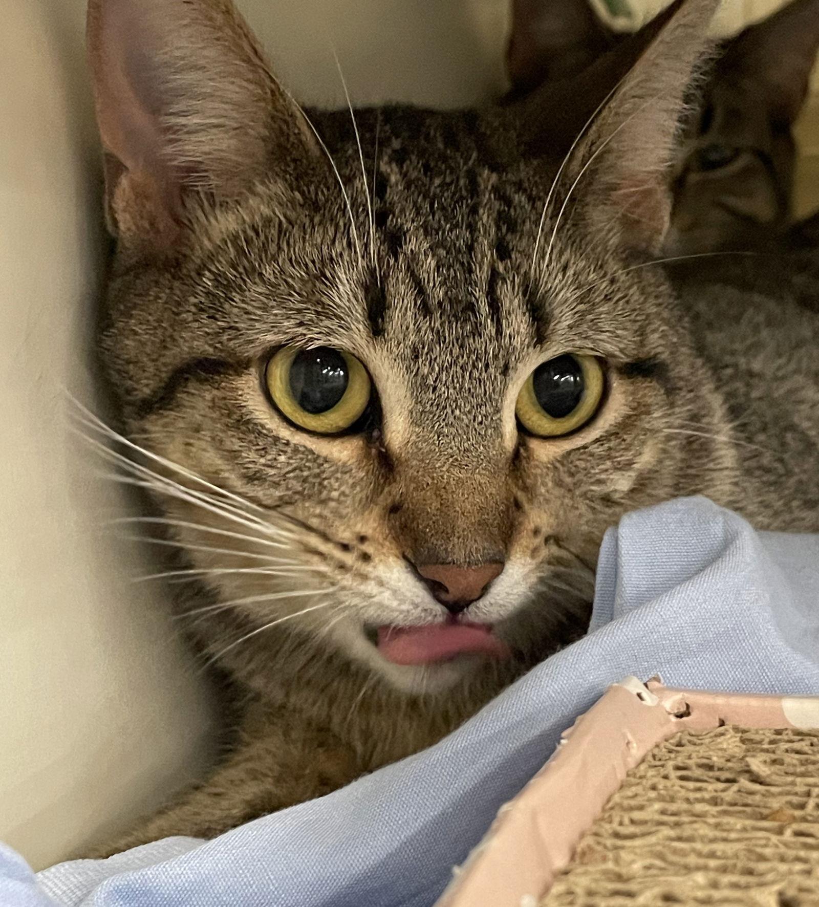 Cleopatra, a Adoptable mixed breed in Island Lake, IL image 3/3