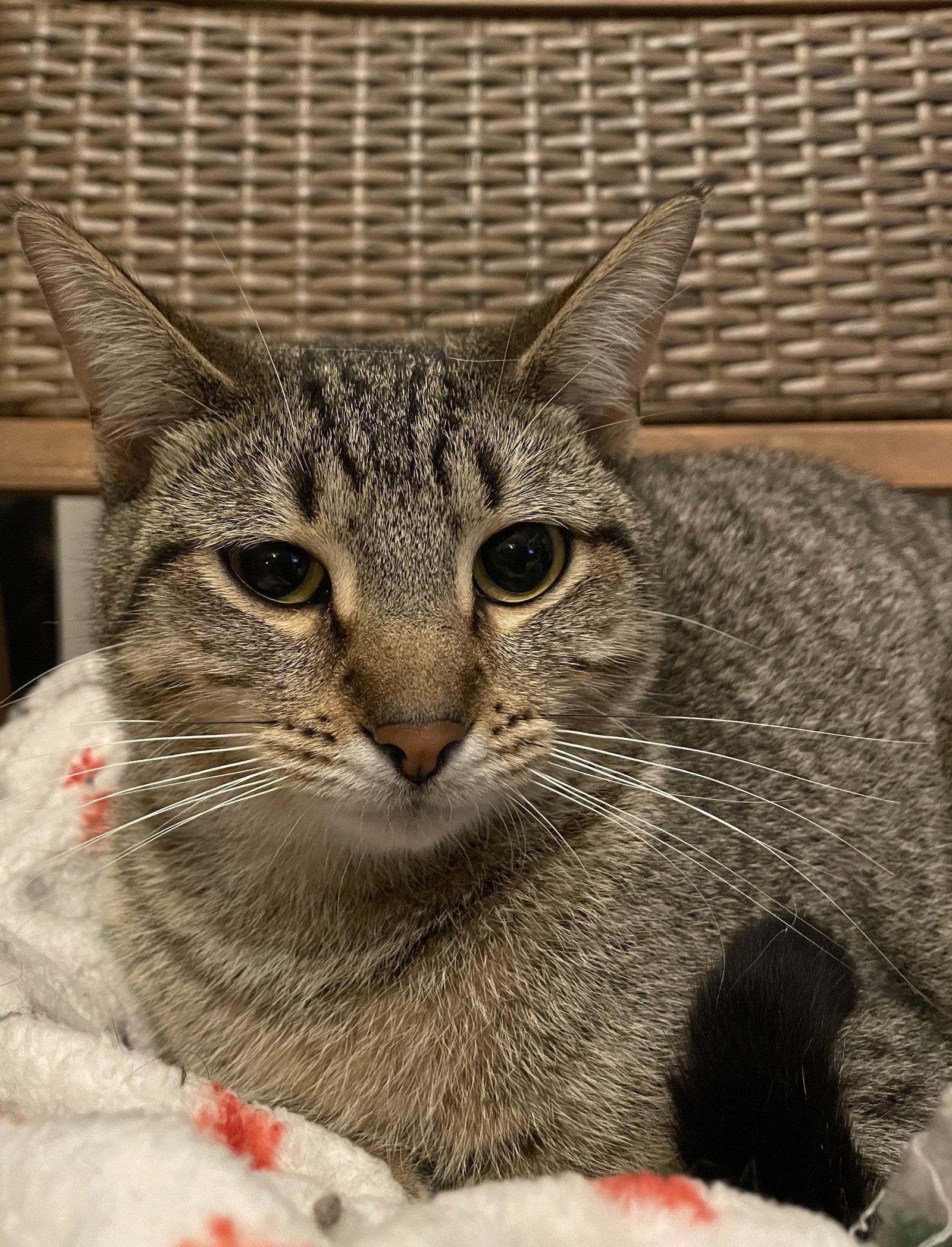 Cleopatra, a Adoptable mixed breed in Island Lake, IL image 3/3