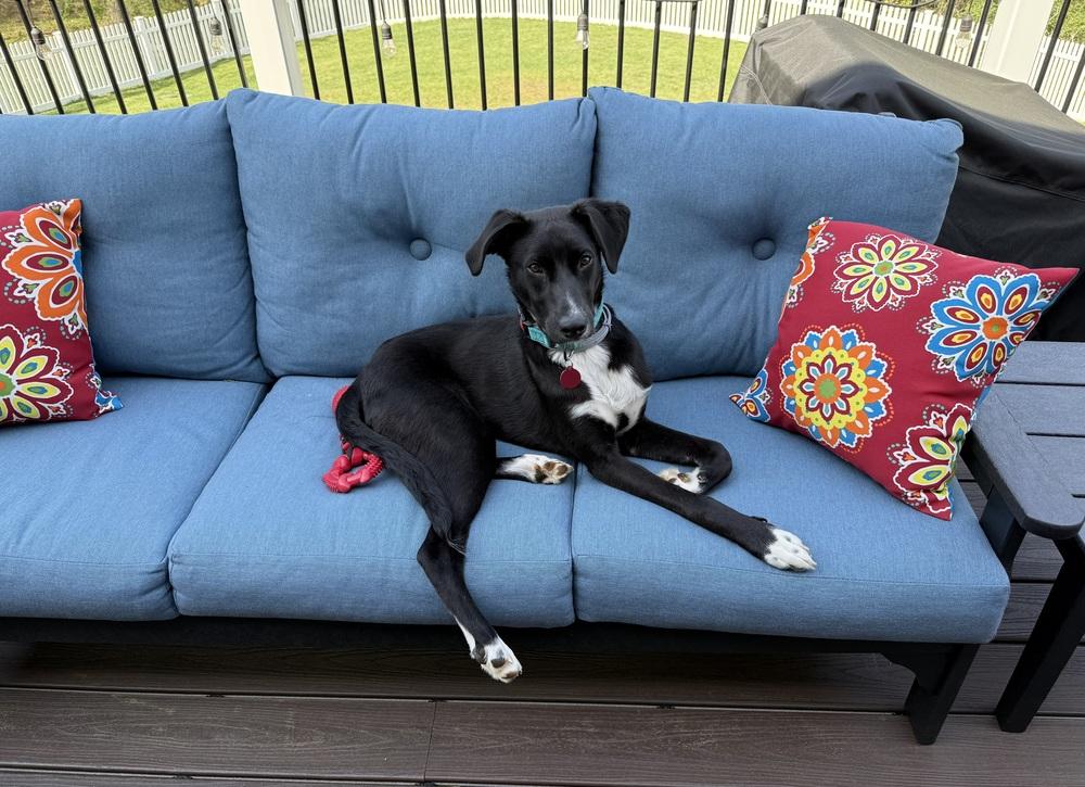 Dante, Adoptable, Young Male Spaniel & Cattle Dog.