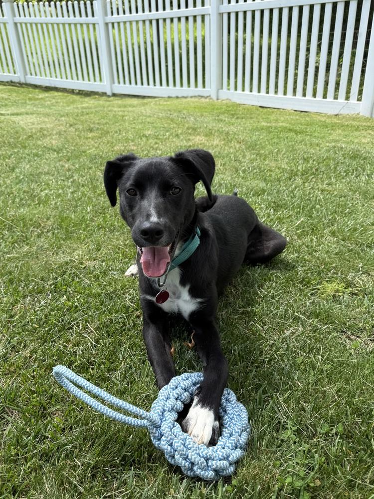 Dante, a Adoptable mixed breed in Manhattan, NY image 2/4
