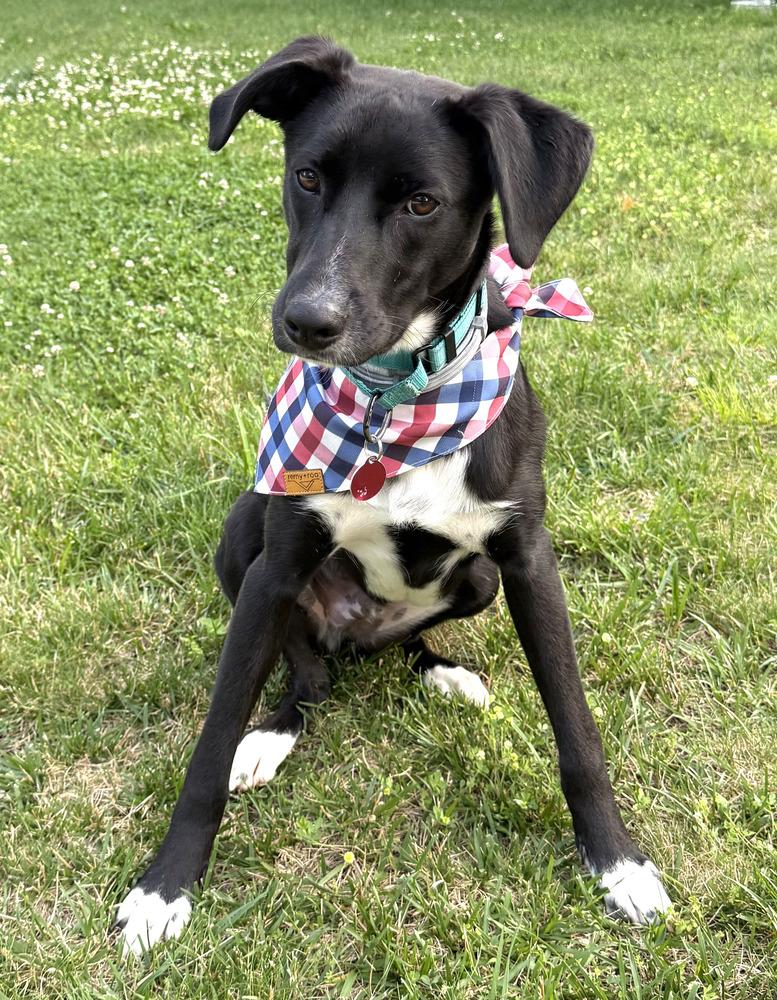 Dante, a Adoptable mixed breed in Manhattan, NY image 4/4