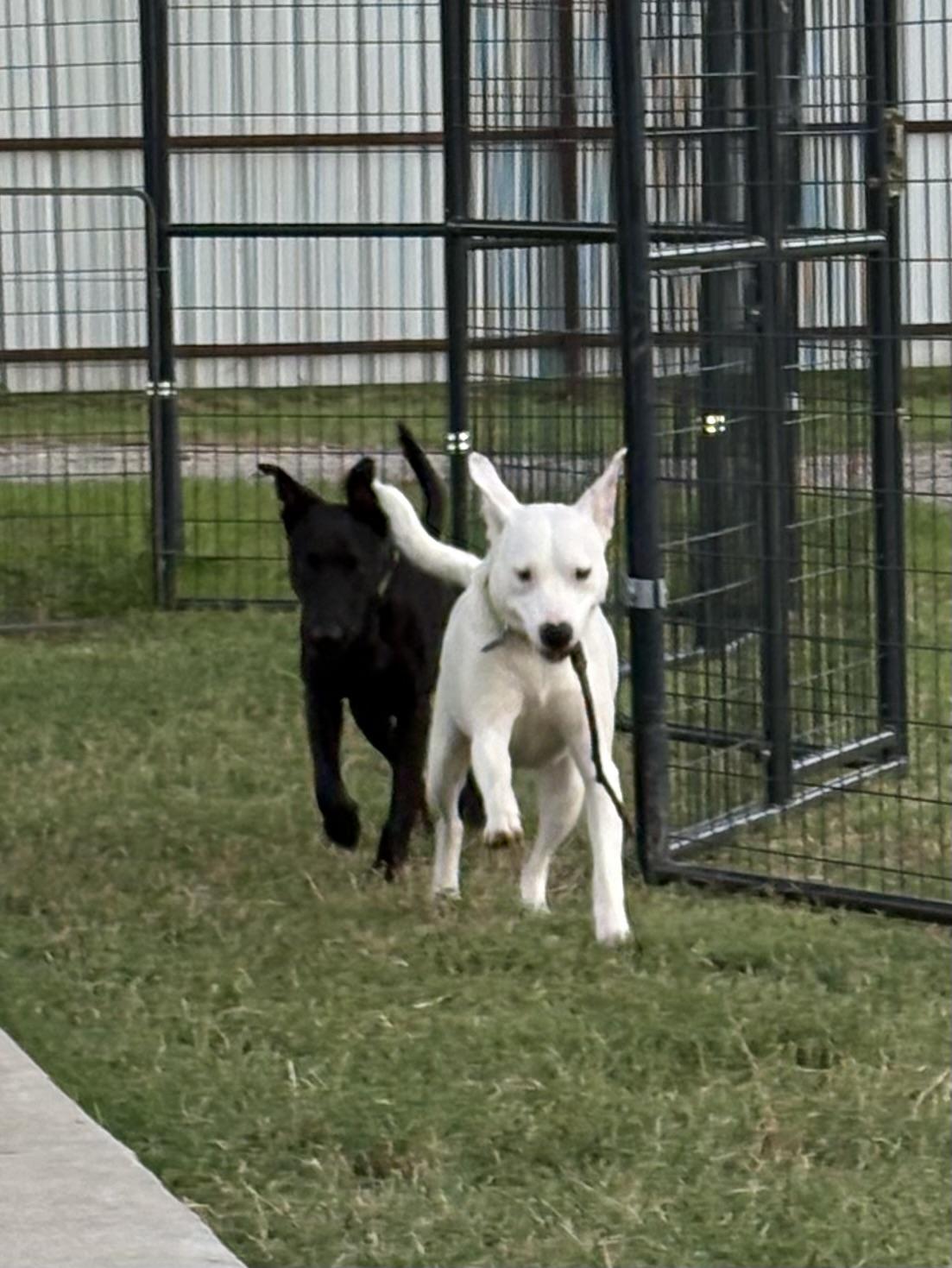 Enlarge Kringle, a ADOPTABLE mixed breed in Argyle, TX image 2/5