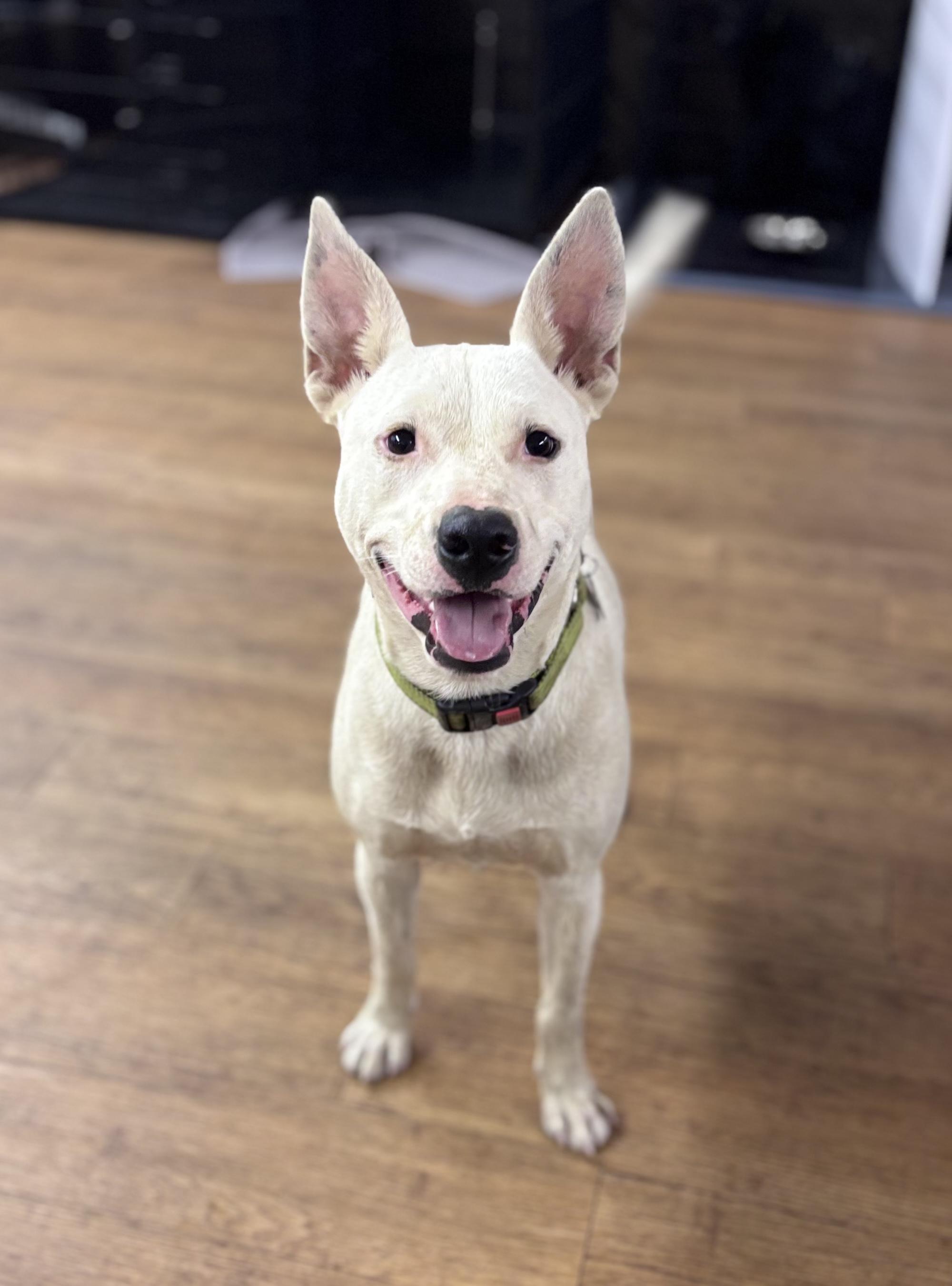 Enlarge Kringle, a ADOPTABLE mixed breed in Argyle, TX image 1/5