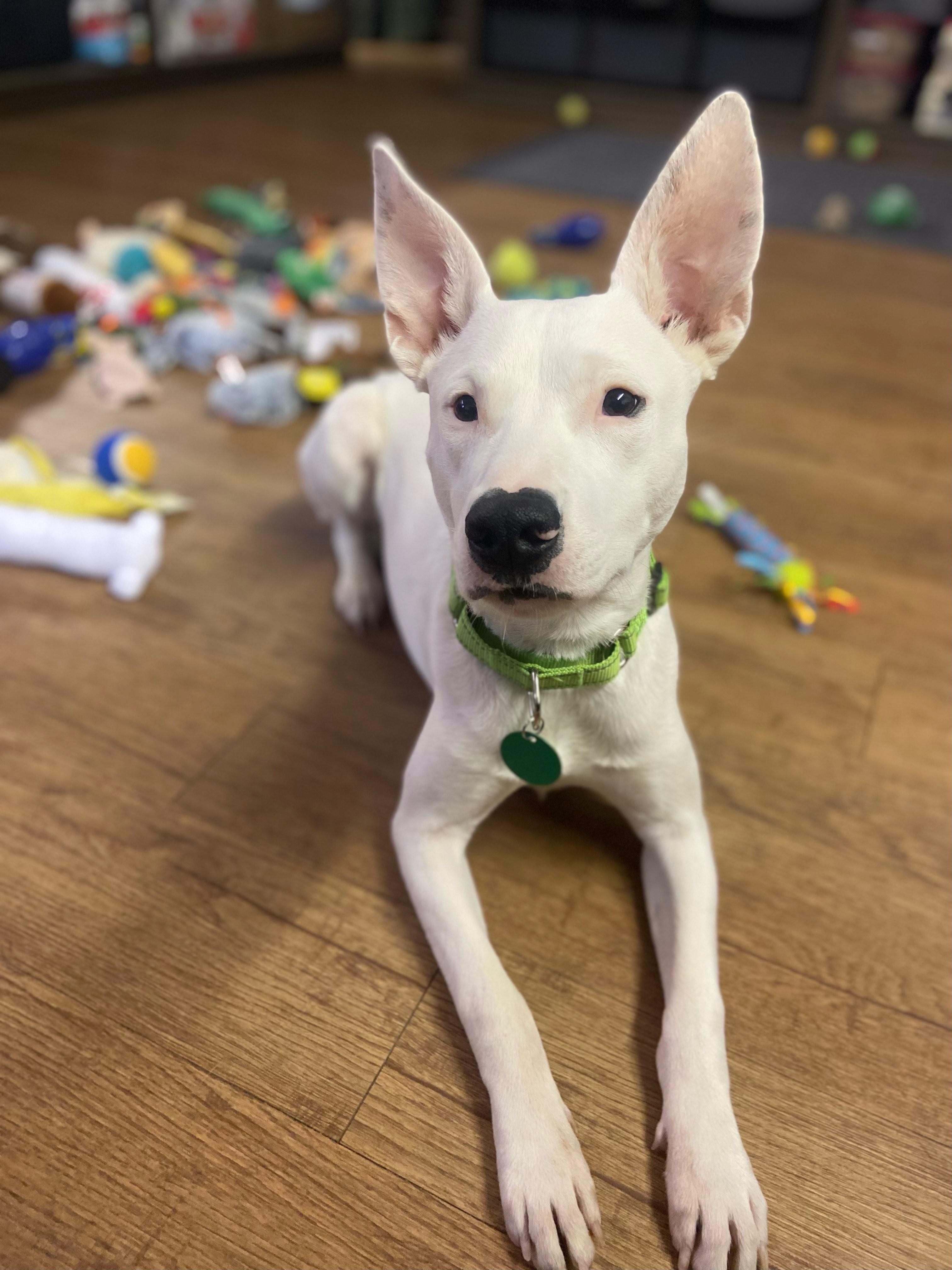 Enlarge Kringle, a ADOPTABLE mixed breed in Argyle, TX image 5/5
