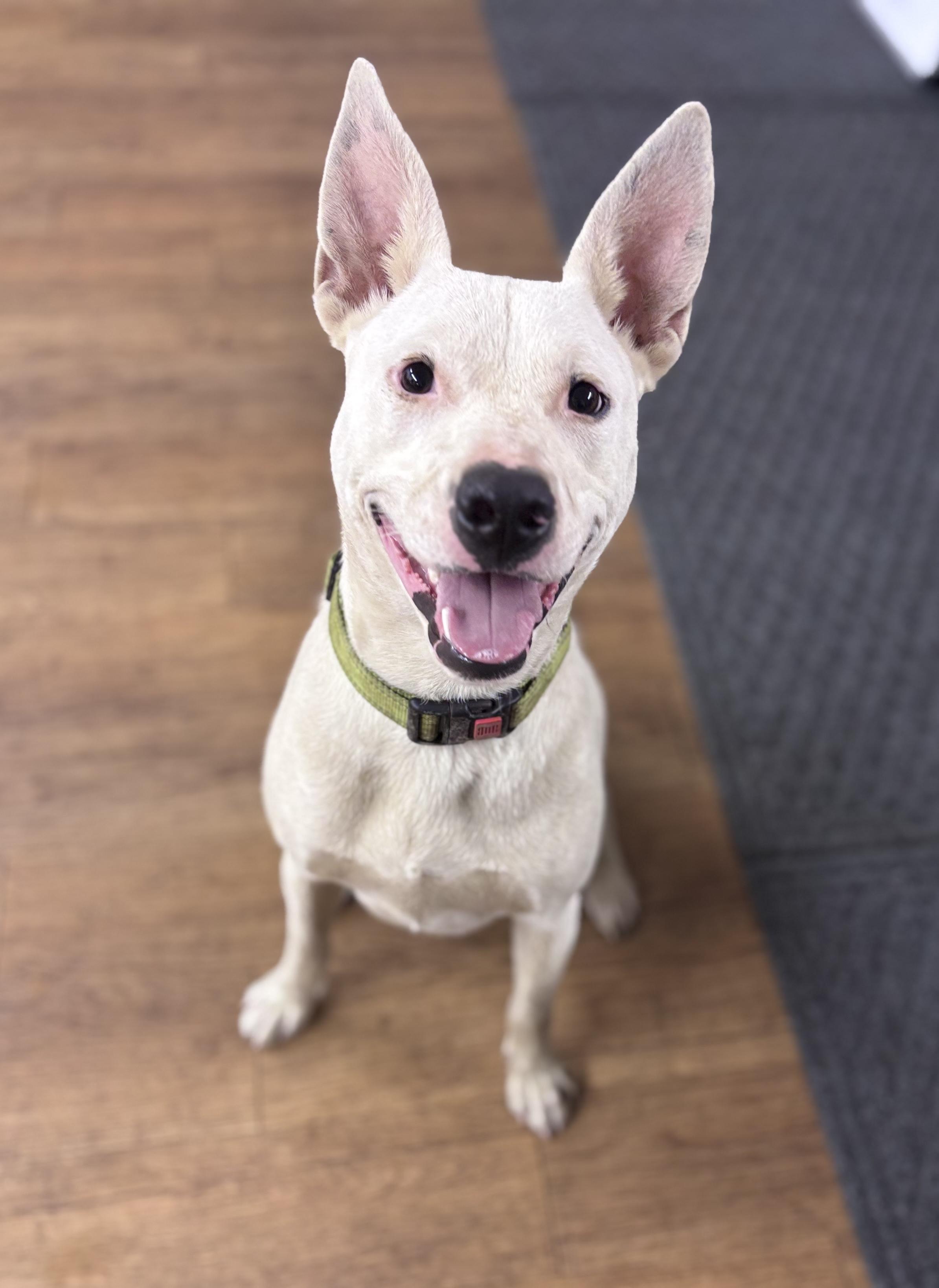 Enlarge Kringle, a ADOPTABLE mixed breed in Argyle, TX image 2/5