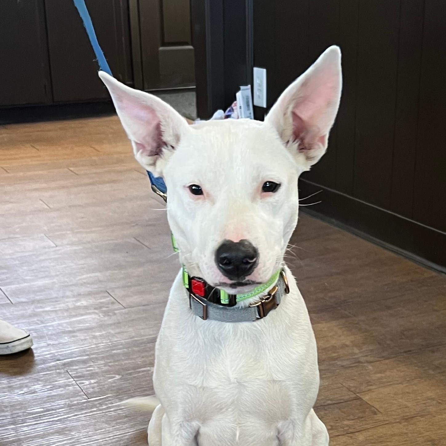 Enlarge Kringle, a ADOPTABLE mixed breed in Argyle, TX image 4/5