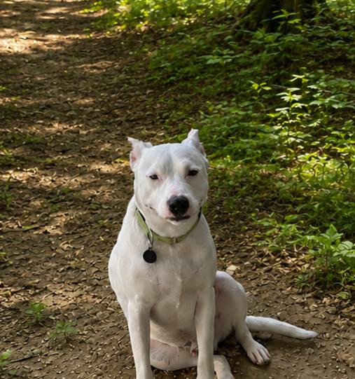 Enlarge Kringle, a ADOPTABLE mixed breed in Argyle, TX image 1/5