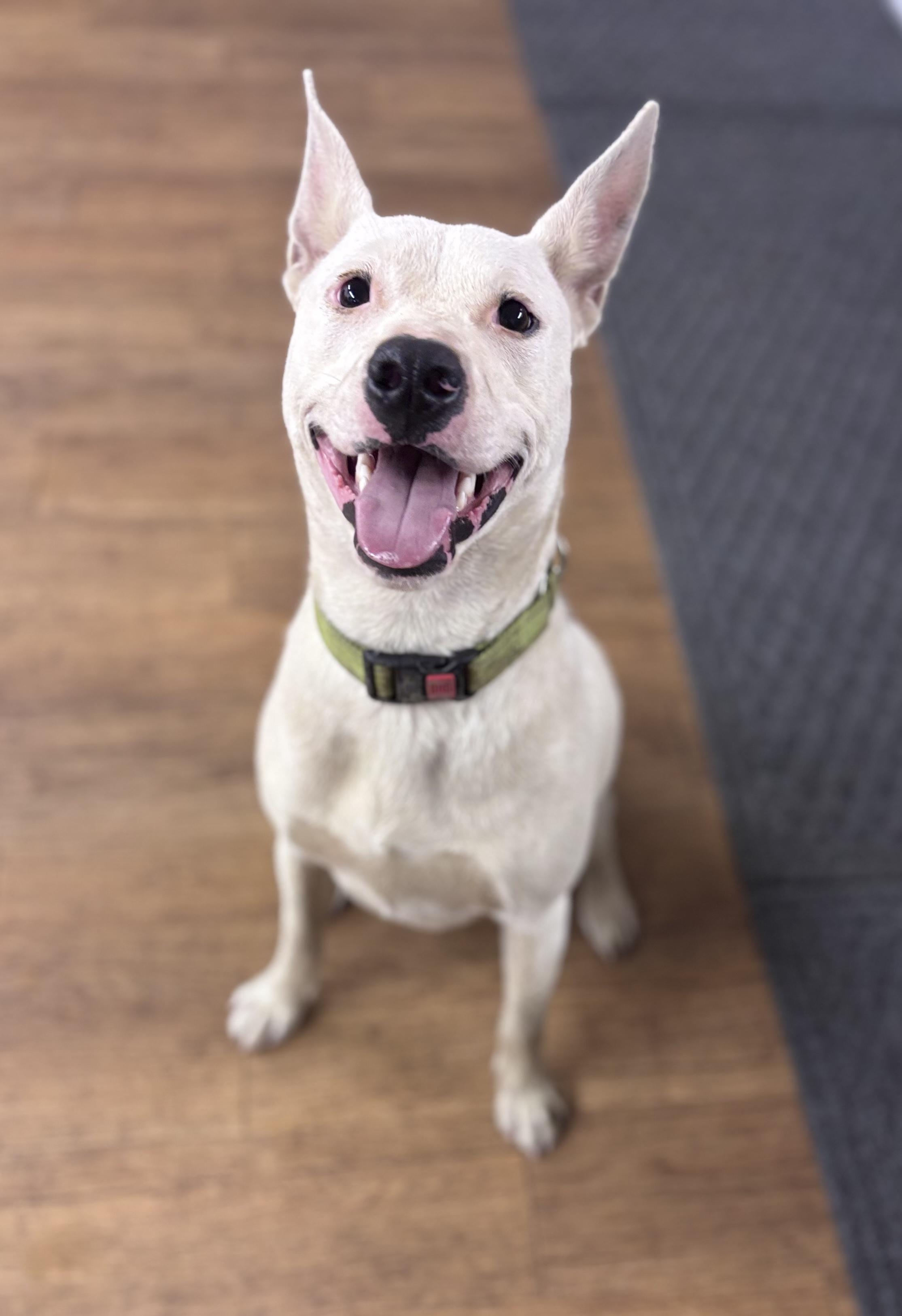 Enlarge Kringle, a ADOPTABLE mixed breed in Argyle, TX image 3/5