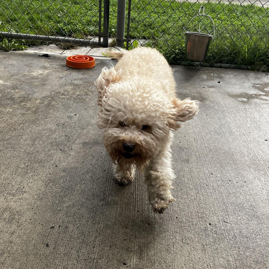 Colt, Adoptable, Adult Male Miniature Poodle.