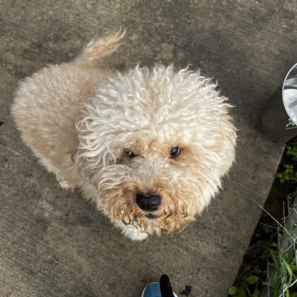 Enlarge Colt, a Adoptable Miniature Poodle in Delaware, OH image 2/2