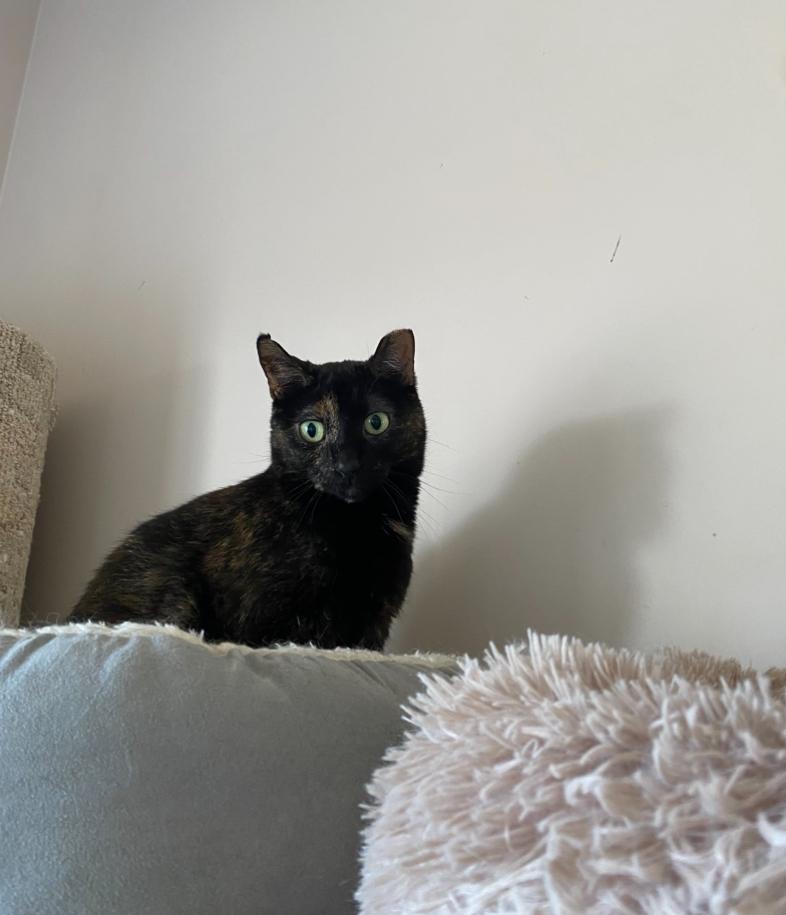 Esme, Adoptable, Adult Female Domestic Short Hair.