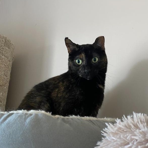 Esme, a Adoptable Tortoiseshell in Waterdown, ON image 1/3