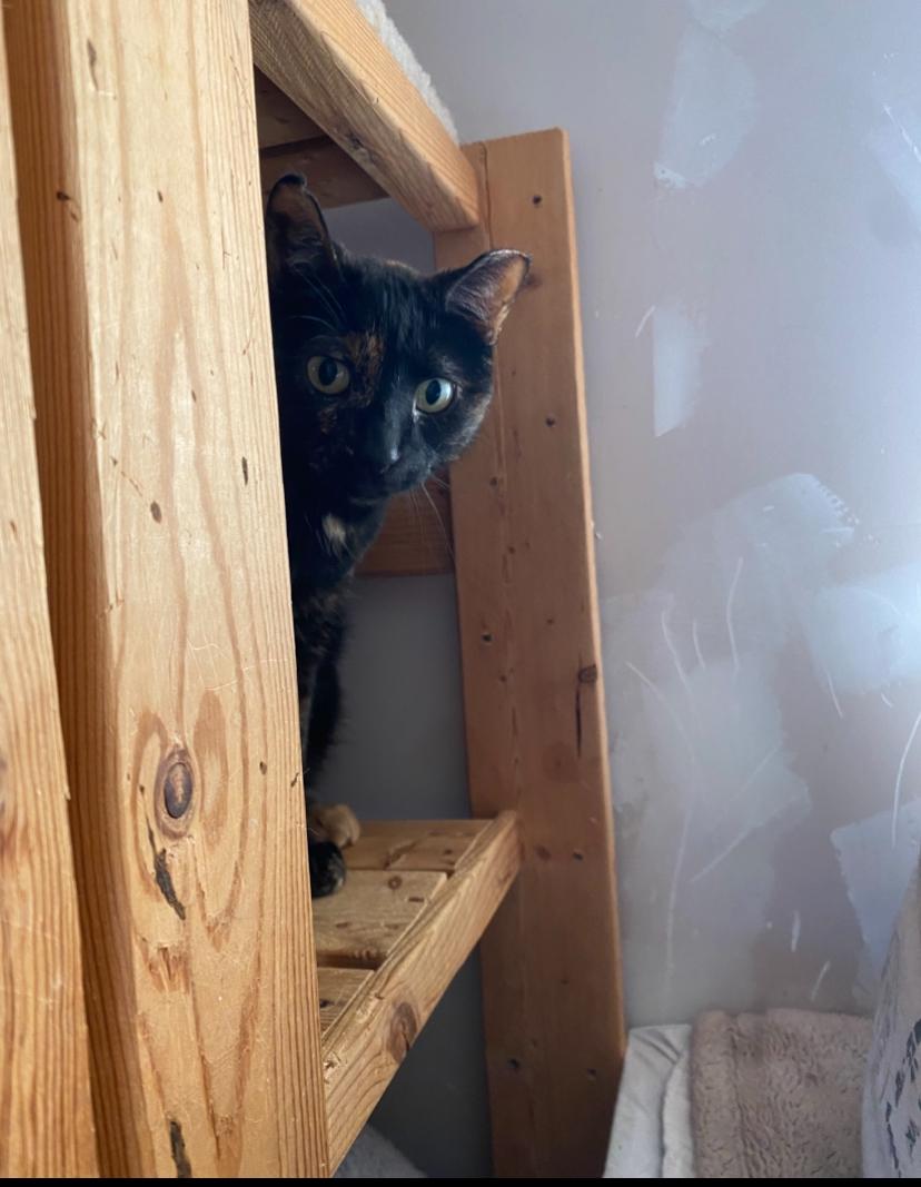 Esme, a Adoptable Domestic Short Hair in Waterdown, ON image 2/3