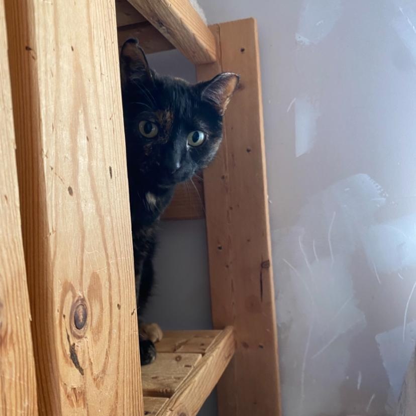 Esme, a Adoptable Tortoiseshell in Waterdown, ON image 2/3