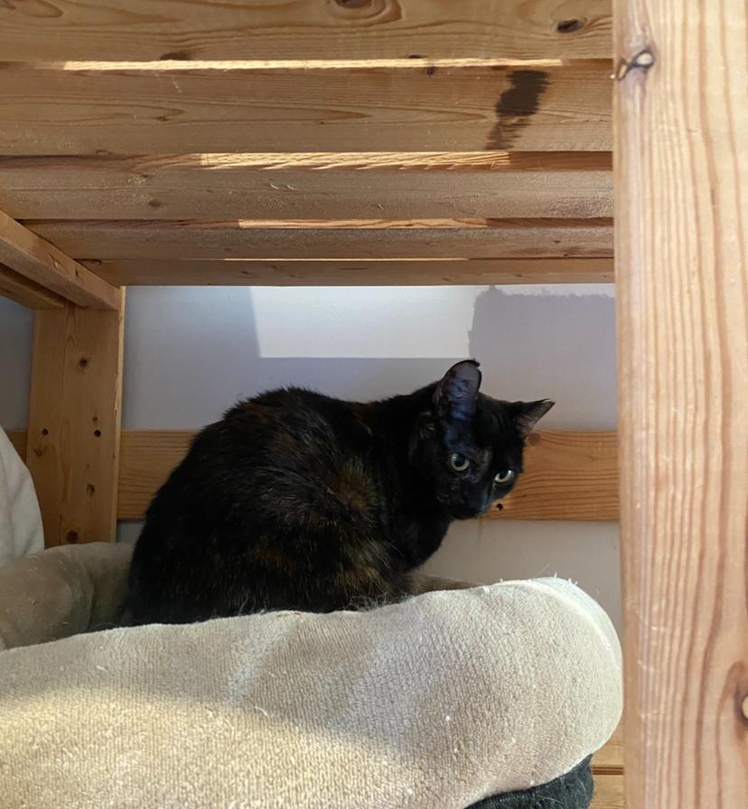 Esme, a Adoptable Domestic Short Hair in Waterdown, ON image 3/3