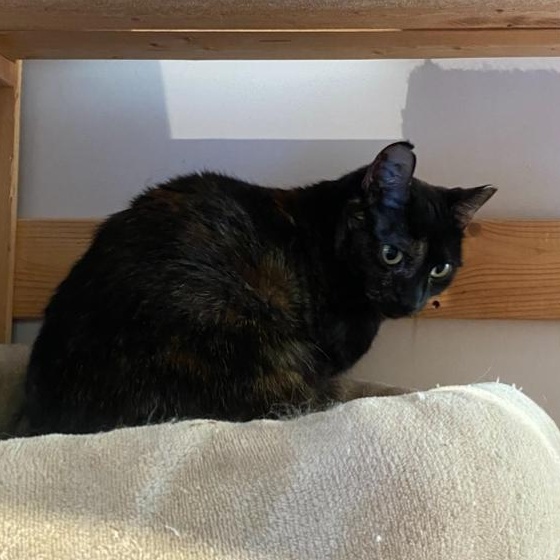 Esme, a Adoptable Tortoiseshell in Waterdown, ON image 3/3