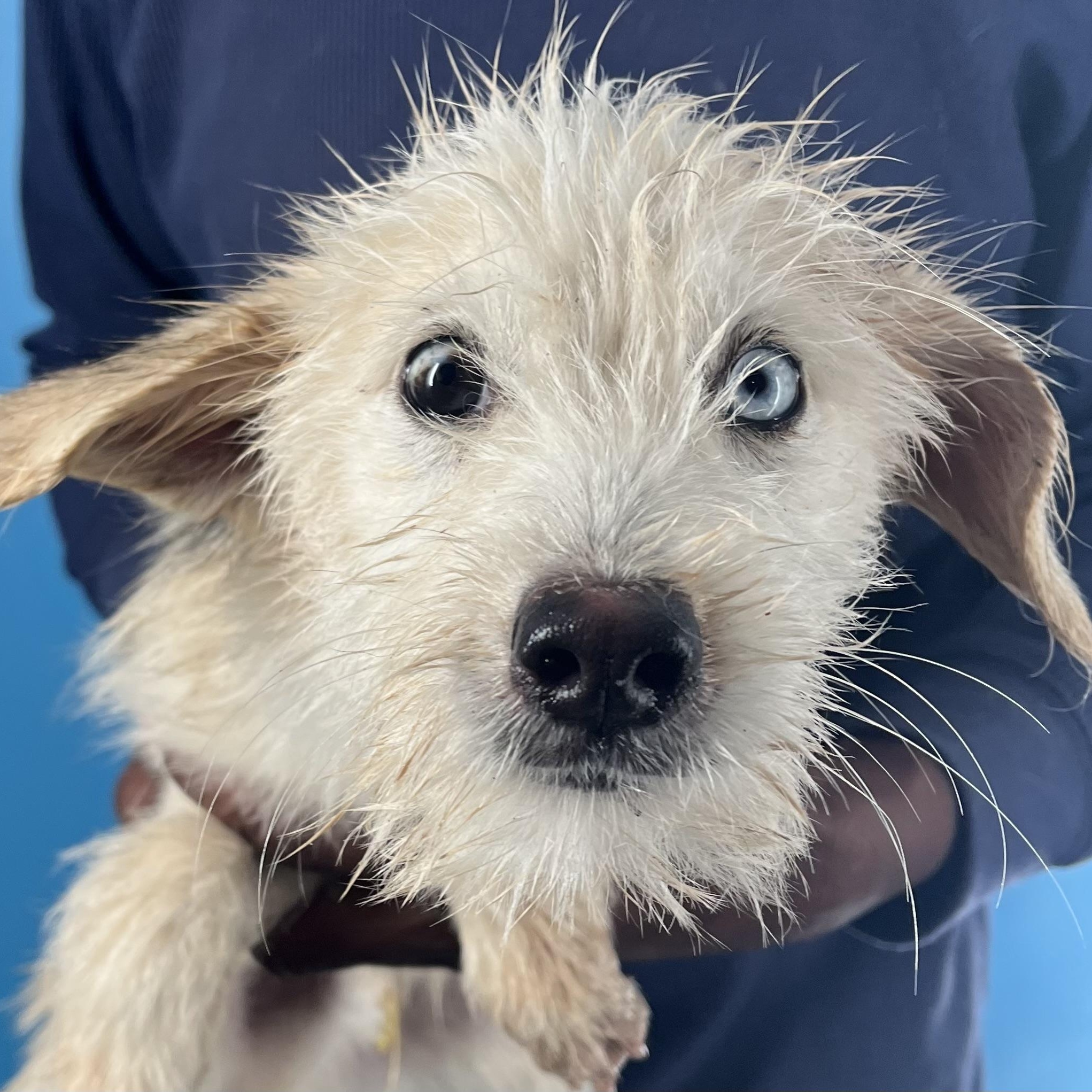 Enlarge Fitz - Local March 13-15, an adopted mixed breed in Happy Valley , OR image 1/6