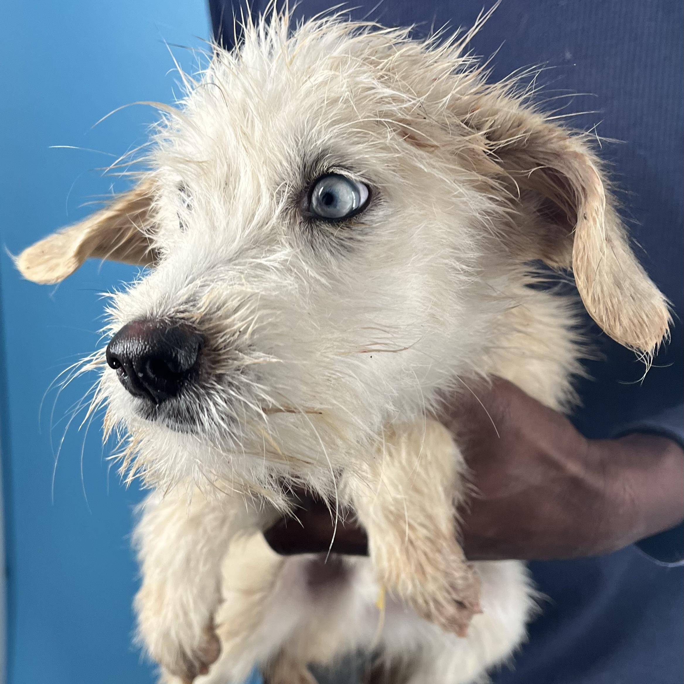 Enlarge Fitz - Local March 13-15, an adopted mixed breed in Happy Valley , OR image 2/6