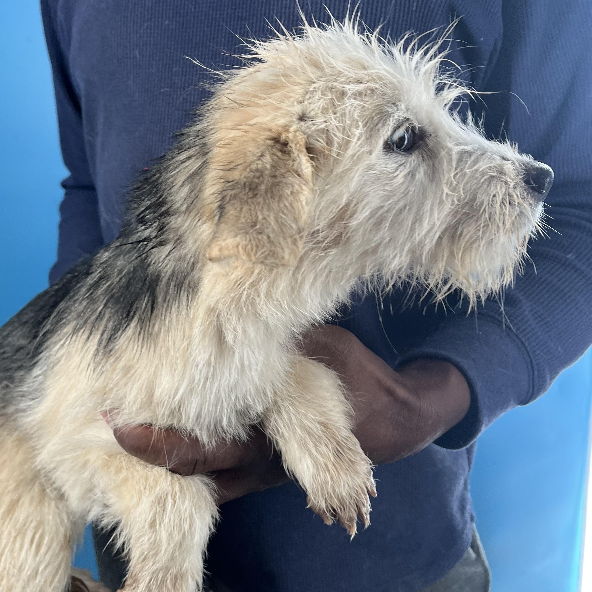 Enlarge Fitz - Local March 13-15, an adopted mixed breed in Happy Valley , OR image 3/6