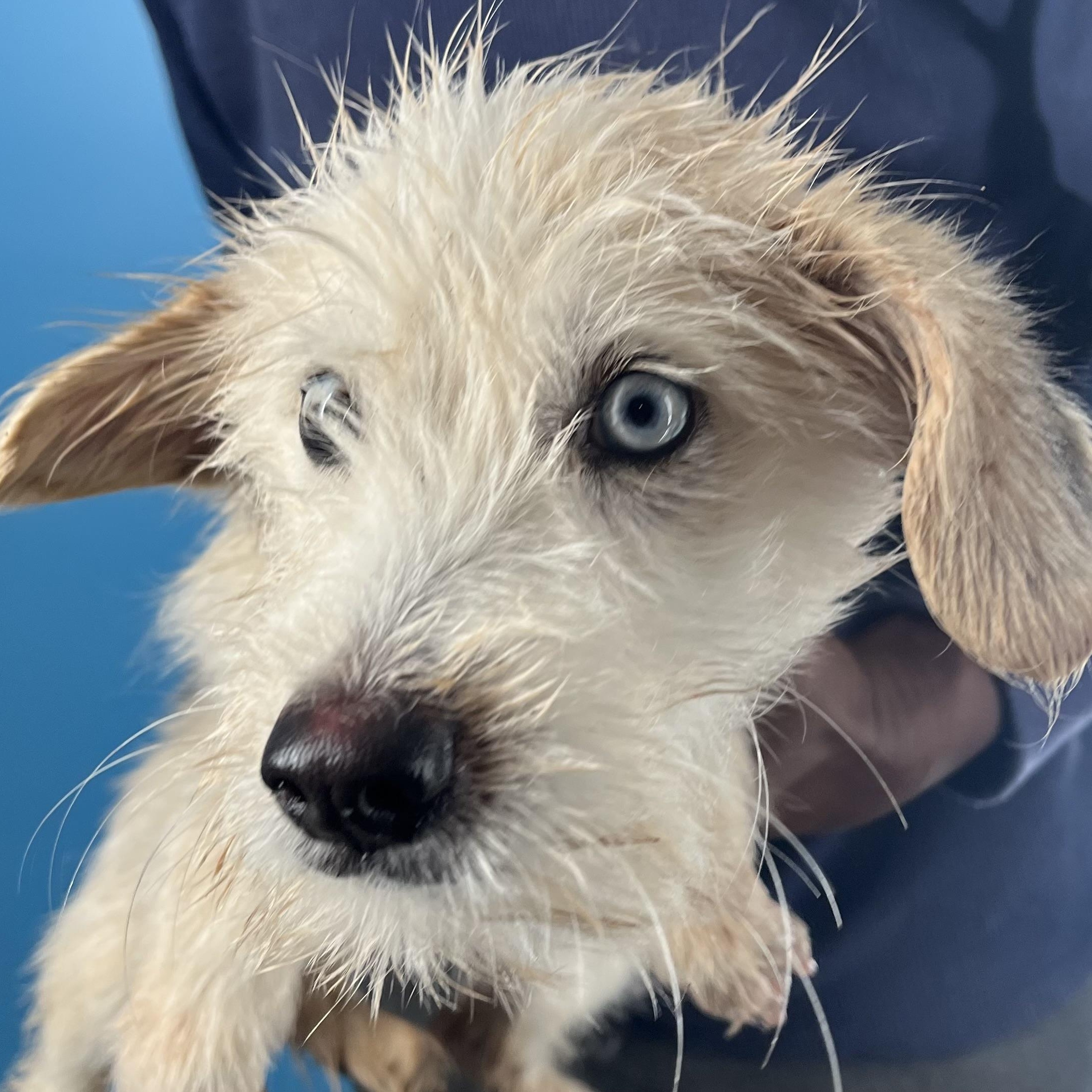 Enlarge Fitz - Local March 13-15, an adopted mixed breed in Happy Valley , OR image 4/6