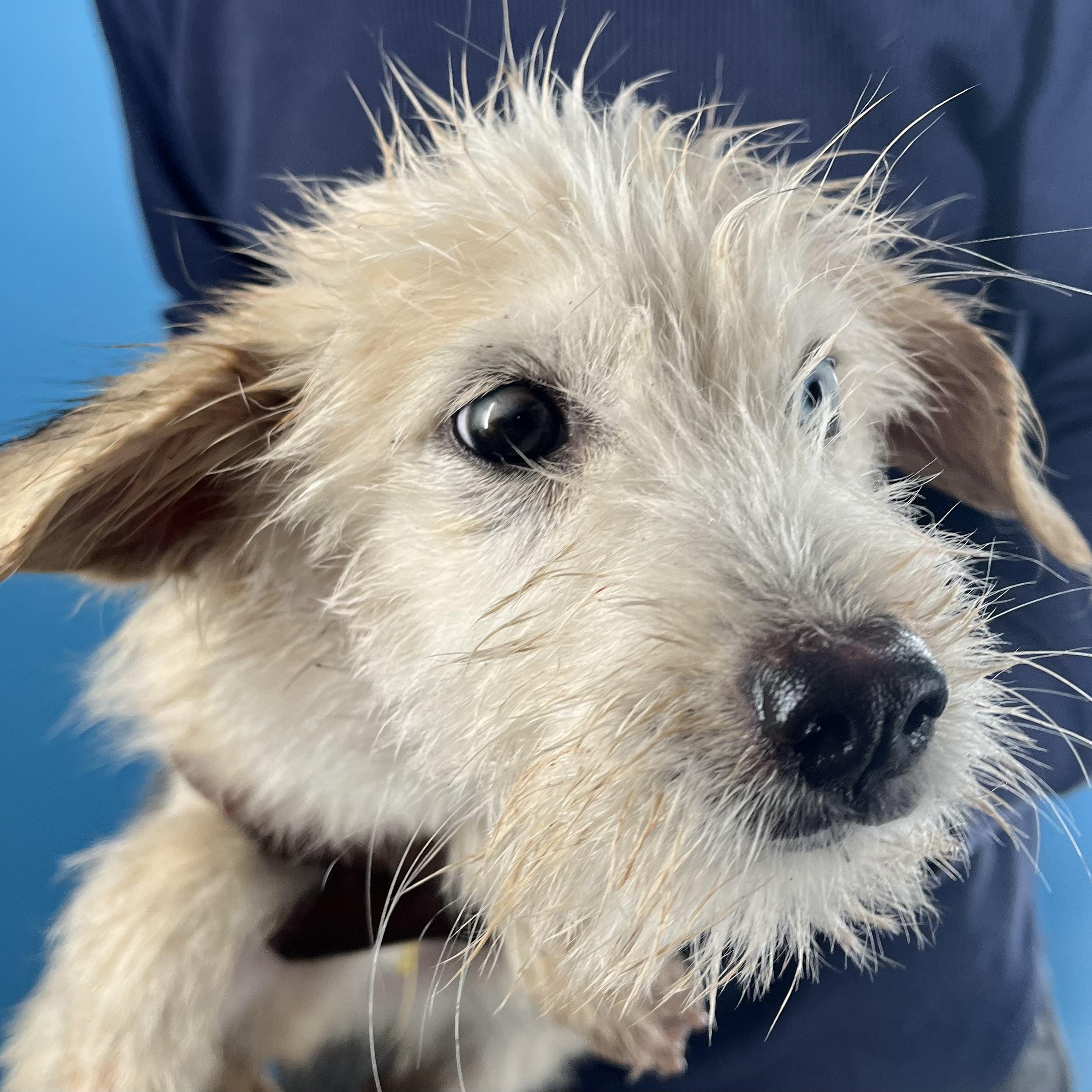 Enlarge Fitz - Local March 13-15, an adopted mixed breed in Happy Valley , OR image 5/6