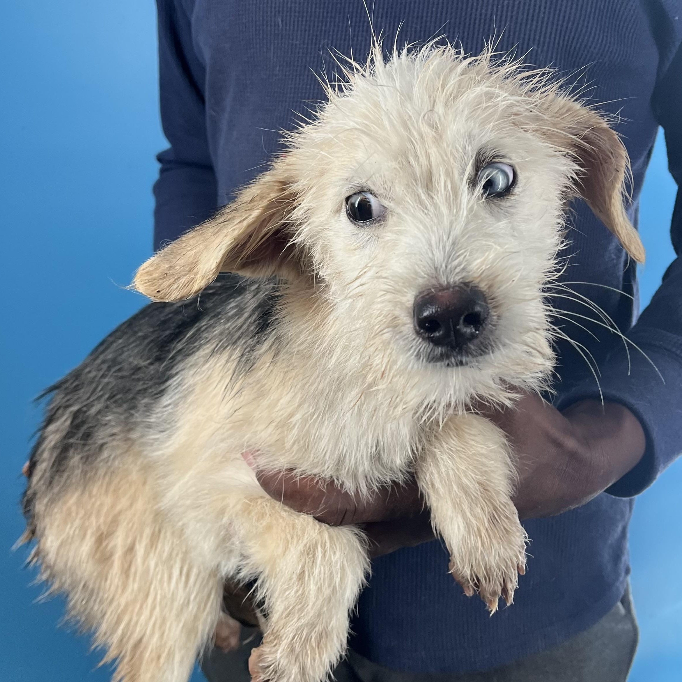 Enlarge Fitz - Local March 13-15, an adopted mixed breed in Happy Valley , OR image 6/6