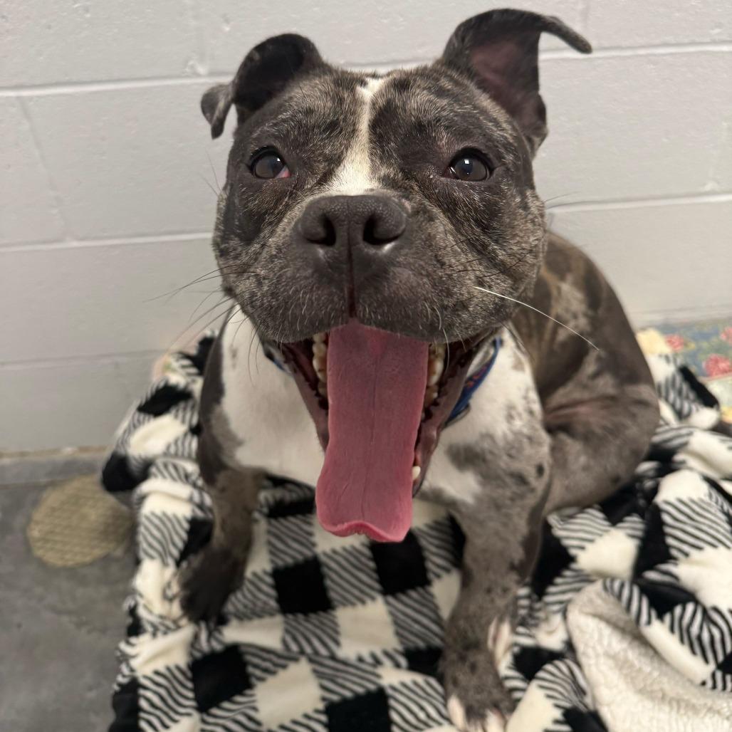Ryatt, Adoptable, Adult Male Mixed Breed.