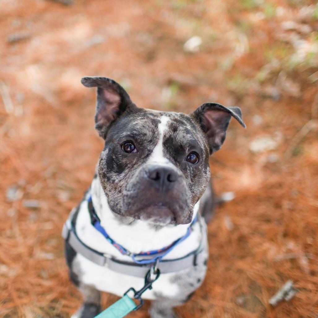 Ryatt, a Adoptable Mixed Breed in Dover, NH image 2/6