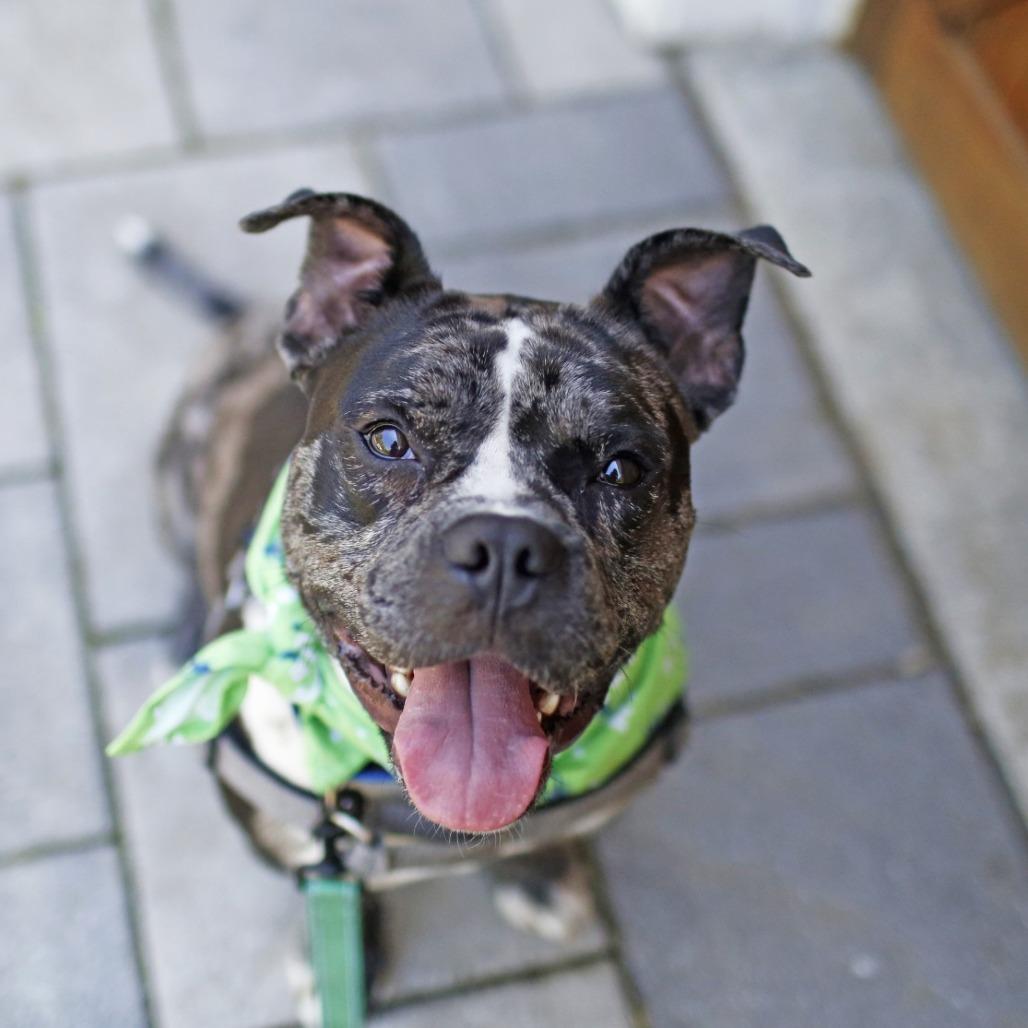Ryatt, a Adoptable Mixed Breed in Dover, NH image 5/6